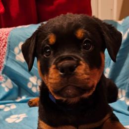 Female 2 blue collar - Black and rust female Rottweiler puppy in Aspers, Pennsylvania from Vom Uberlegenen Rottweilers