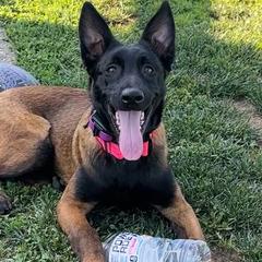Belgian Malinois from Tammie Anglin