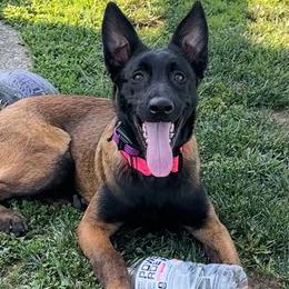 Belgian Malinois from Tammie Anglin