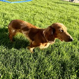 Zoey - Dachshund