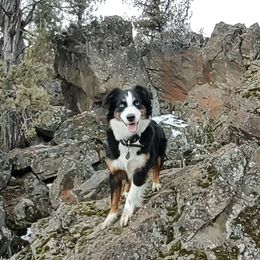 Gilgimore - Miniature Australian Shepherd