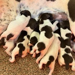 Boy 4 - male German Shorthaired Pointer puppy in Six Mile, South Carolina from The Proper Pointer Co.