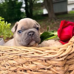 Waffles - Blue fawn male French Bulldog puppy in Opelika, Alabama from Fancy Face Frenchies