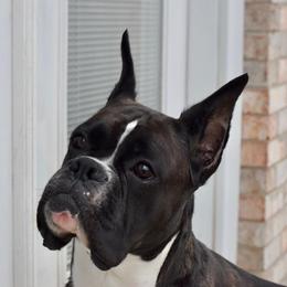 Floyd - Boxer