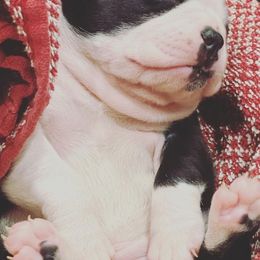 Boston Terriers from High Country Bostons