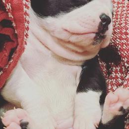 Boston Terriers from High Country Bostons