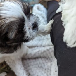 Shih Tzu Puppies from We Shih Tzu Not!