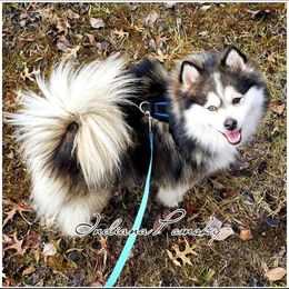 Milo - Pomsky