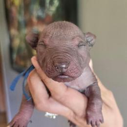 Boy 1 - Bronze male Xoloitzcuintli puppy in Ethridge, Tennessee from Royalty Reigns Xolos
