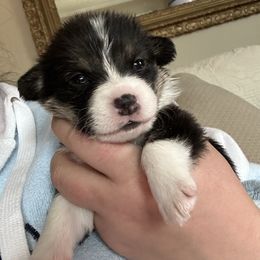 James Dean - Black and tan male Pembroke Welsh Corgi puppy in Louisburg, North Carolina from Lucky Penny Corgis