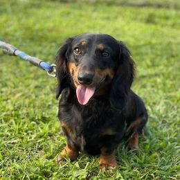 Odie - Dachshund