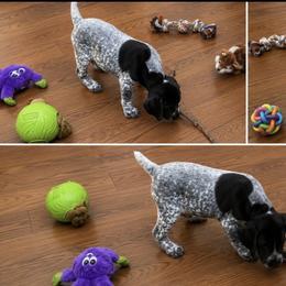 Yellow collar available - Black roan male German Shorthaired Pointer puppy in Hardeman County, Tennessee from Howell Farm GSP