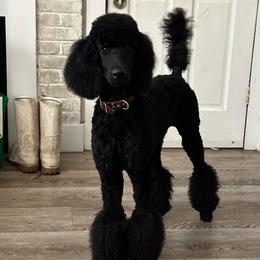 Mila - Poodle