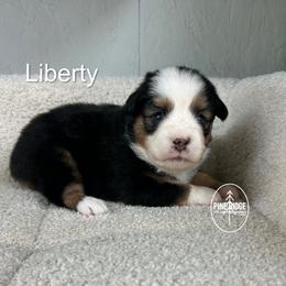 Girl 5 Liberty - Black tri female Miniature Australian Shepherd puppy in Bristow, Iowa from Pine Ridge Toy and Mini Aussies