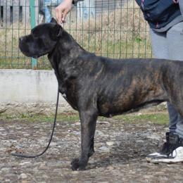 Bella - Cane Corso