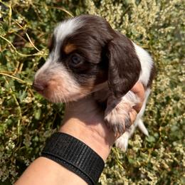 Candy Paws - Piebald male Dachshund puppy in Duncan, Arizona from Bootheel Doxies