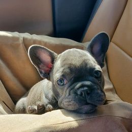 French Bulldogs from Pine Lake Kennel