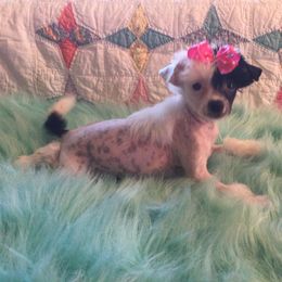Chinese Crested Puppies from Piccadilly Pups