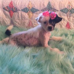 Chinese Crested Puppies from Piccadilly Pups