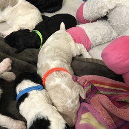 Poodle Puppies from Southern Standards