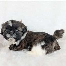 Babette - Brindle and white female Shih Tzu puppy in Waynesboro, Pennsylvania from Big Win Shih Tzus