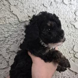 Nyx - Black female Poodle puppy in Chandler, Arizona from Fabi toy Poodle