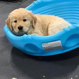 Golden Retriever and Pug Puppies from Oryan Goldens and Pugs