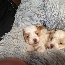 Maltese, Maltipoo, and Poodle Puppies from MountCarmelPuppies