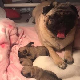 Pug Puppies from Pickwick Pugs