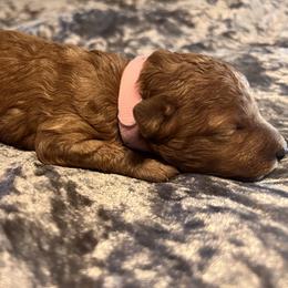 Girl 2 - Red female Cavapoo puppy in Pendleton, Oregon from Columbia Basin Cavapoos
