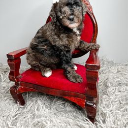 Clarabelle - Merle female Goldendoodle puppy in from Pink Poodles and Doodles