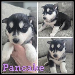 Pancake - Black and white female Siberian Husky puppy in Wheeler, Michigan from Haase Family Kennels