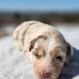 Girl 8 - Red merle female Australian Shepherd puppy in Solon, Maine from Mountain Range Australian Shepherds