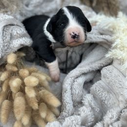 Bowie - Black and white female Aussiedoodle puppy in Kensington, Ohio from Hickory Hideaway Doodles