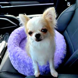 Sadie - Chihuahua