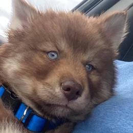 Siberian Huskies from Blazing Trails Siberians