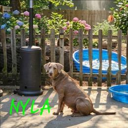 Nyla - Labrador Retriever