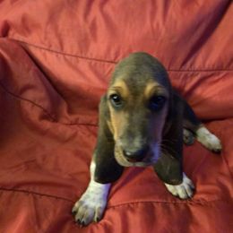Basset Hound Puppies from Heathens Howe'nds