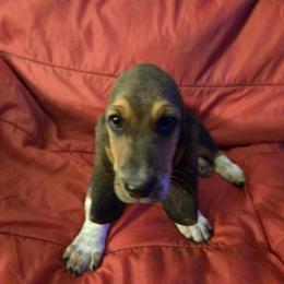 Basset Hound Puppies from Heathens Howe'nds