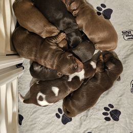 Dachshund Puppies from Collier Dachshunds