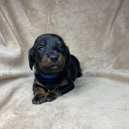 Klaus - Black and tan male Dachshund puppy in Richmond, Virginia from Paw Prints