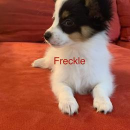 Freckles - White black and tan female Papillon puppy in Lake Wales, Florida from Juli