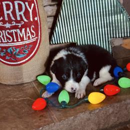 Trix x Latch - Boy 2 - Black and White - Black and white male Border Collie puppy in Minden, Iowa from Rocking N Registered Border Collies & Labradors