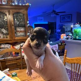 Baby B1B - White black and tan female Toy Fox Terrier puppy in Clermont, Florida from Debbie Hiles's Toy Fox Terriers