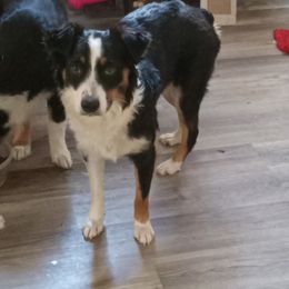 Australian Shepherd All Grown Up from Josh Courville