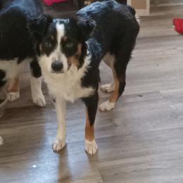 Australian Shepherd All Grown Up from Josh Courville