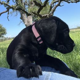Light Pink - Black female Cane Corso puppy in Gatesville, Texas from Corso Dynasty