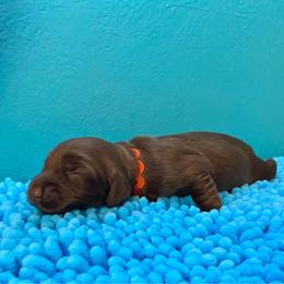Lindor - Chocolate female Dachshund puppy in Wolf Lake, Indiana from Canisteo Dachshunds