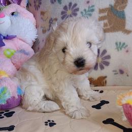Miss Cotton - Wheaten female Miniature Schnauzer puppy in Shoshone, Idaho from Debra Kruse's Miniature Schnauzers