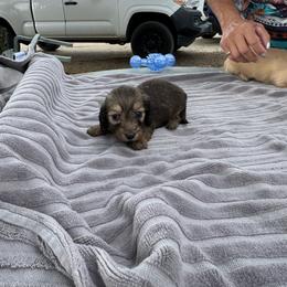 Brownie - Cream female Dachshund puppy in Ramona, California from Royal Rose Dachshund Family